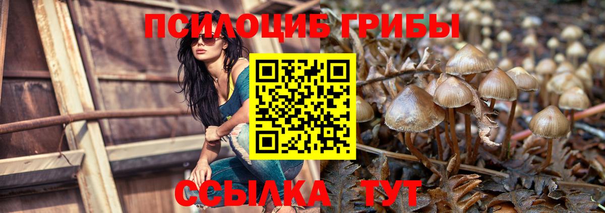 Псилоцибиновые грибы Psilocybine cubensis Верхняя Пышма